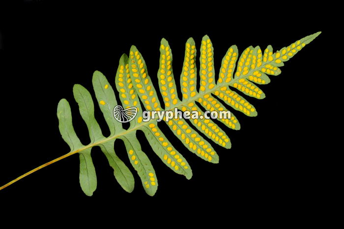 Fronde de Polypode face inférieure - gryphea.com